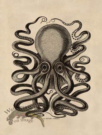 Octopus Tan 31